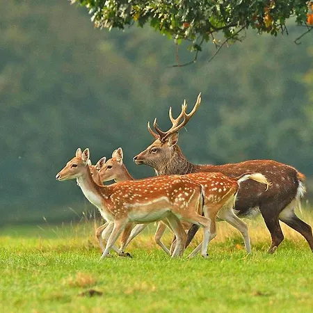 Apartment Comfortable 2 Person In The Countryside Drezno