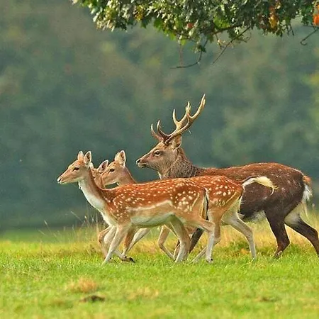 Comfortable 2 Person In The Countryside Drezno *